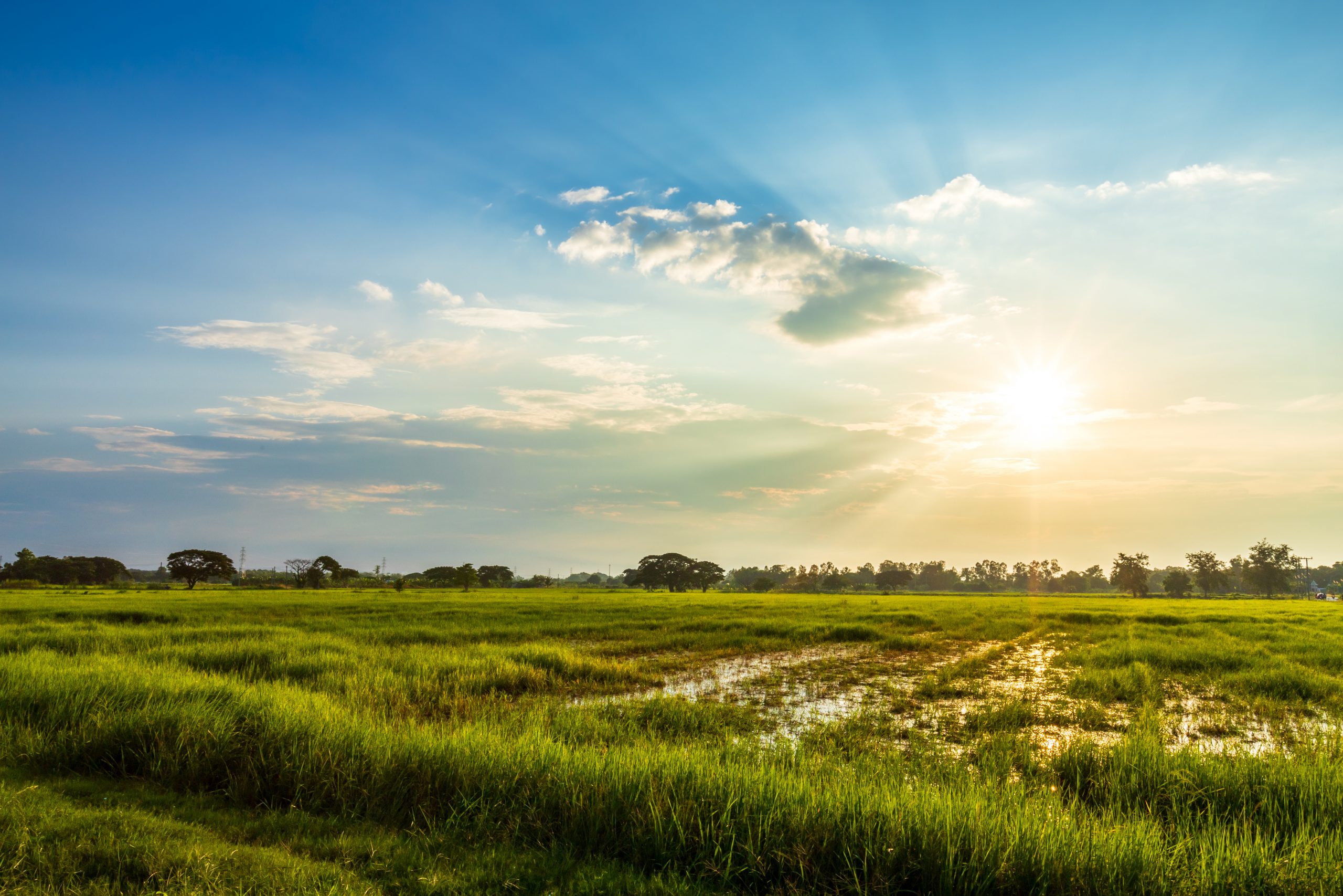 A field with the sun shining and a blue sky, the field is slightly wet with rain and green